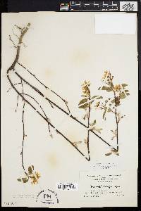 Amelanchier stolonifera image