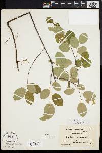 Amelanchier stolonifera image