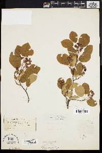 Amelanchier stolonifera image