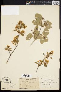 Amelanchier stolonifera image