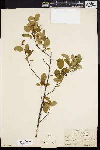 Amelanchier stolonifera image