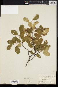 Amelanchier stolonifera image