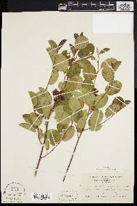 Amelanchier stolonifera image