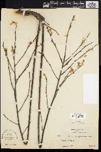 Amelanchier stolonifera image