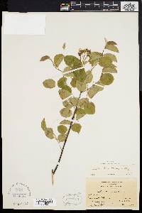 Amelanchier stolonifera image