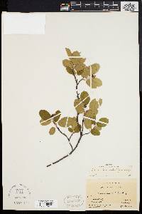 Amelanchier stolonifera image