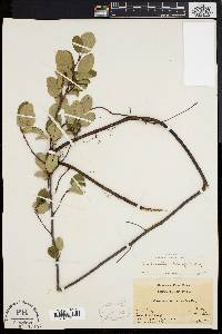 Amelanchier stolonifera image