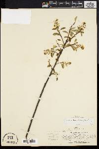 Amelanchier stolonifera image