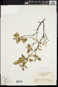 Amelanchier stolonifera image