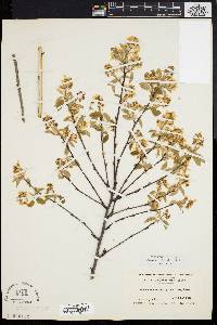 Amelanchier stolonifera image