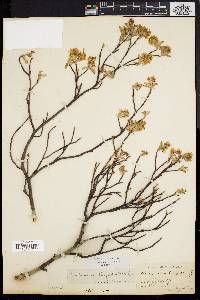 Amelanchier stolonifera image