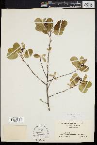 Amelanchier stolonifera image