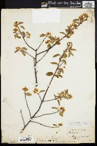 Amelanchier stolonifera image