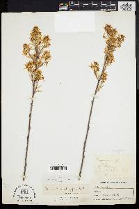 Amelanchier stolonifera image