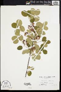 Amelanchier stolonifera image