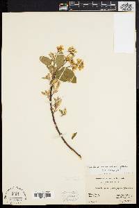 Amelanchier stolonifera image