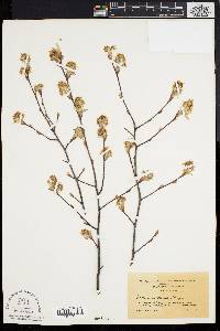 Amelanchier stolonifera image