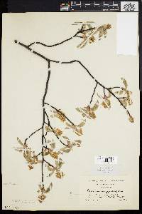 Amelanchier stolonifera image