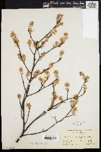 Amelanchier stolonifera image