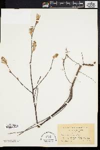 Amelanchier stolonifera image