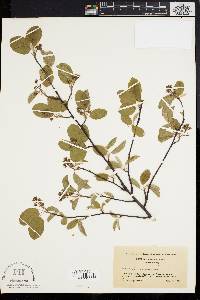 Amelanchier stolonifera image