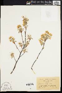 Amelanchier stolonifera image