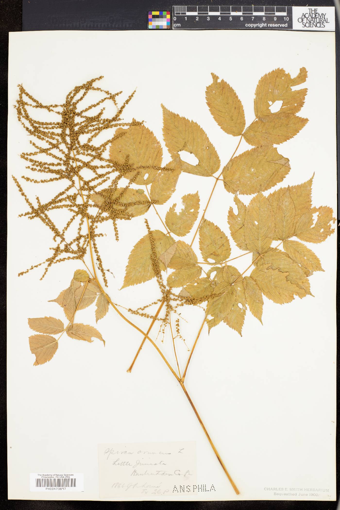 Aruncus allegheniensis image