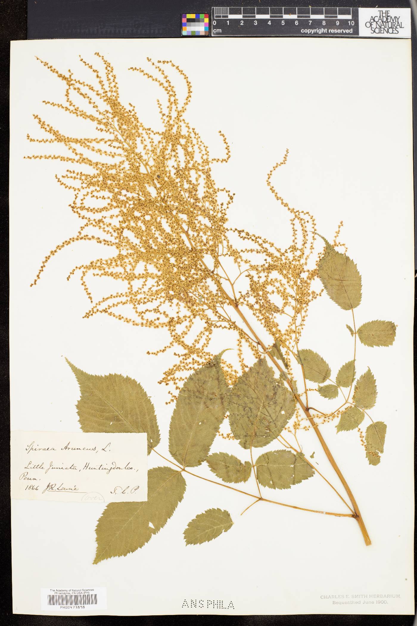 Aruncus allegheniensis image