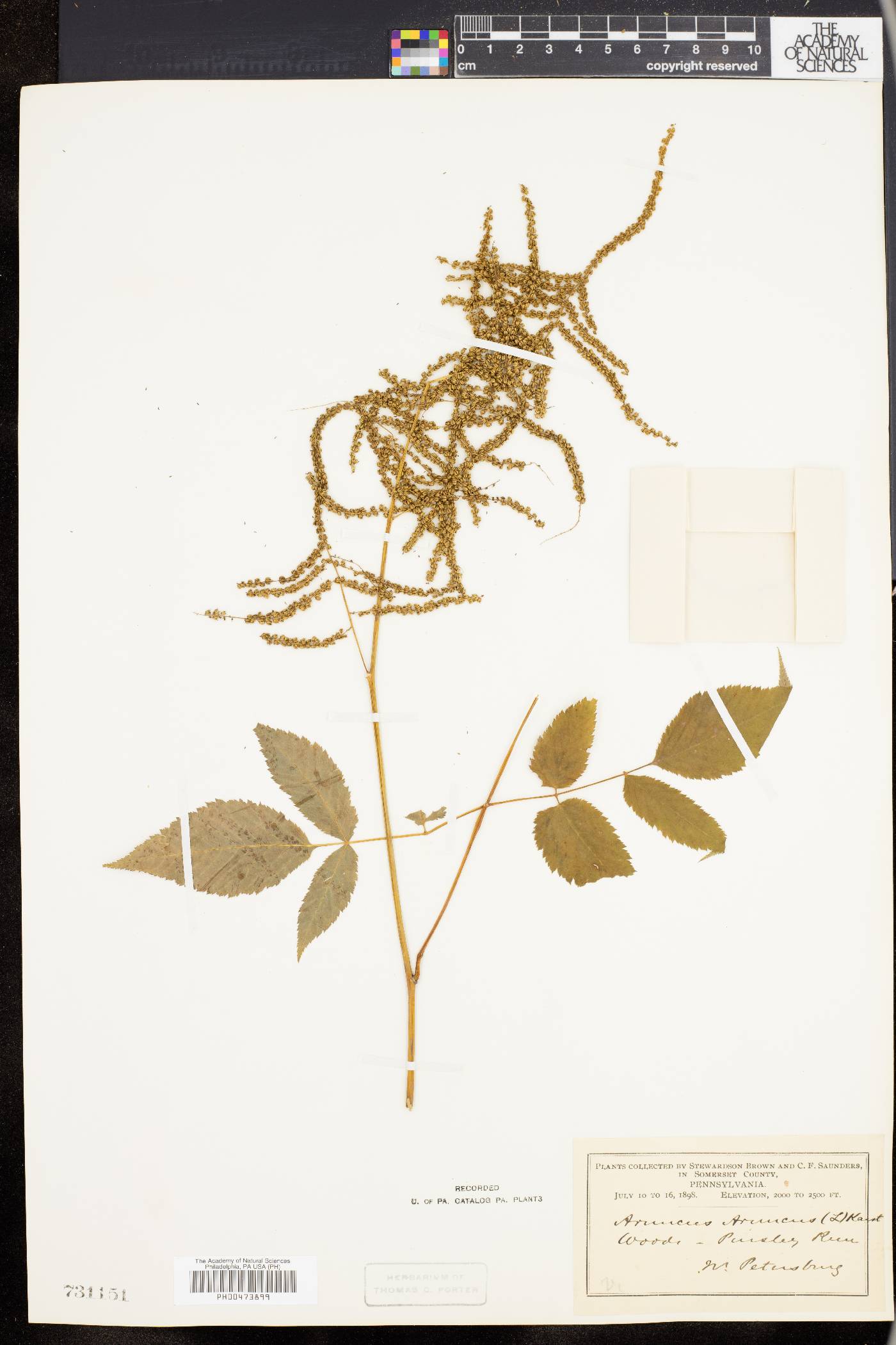 Aruncus allegheniensis image