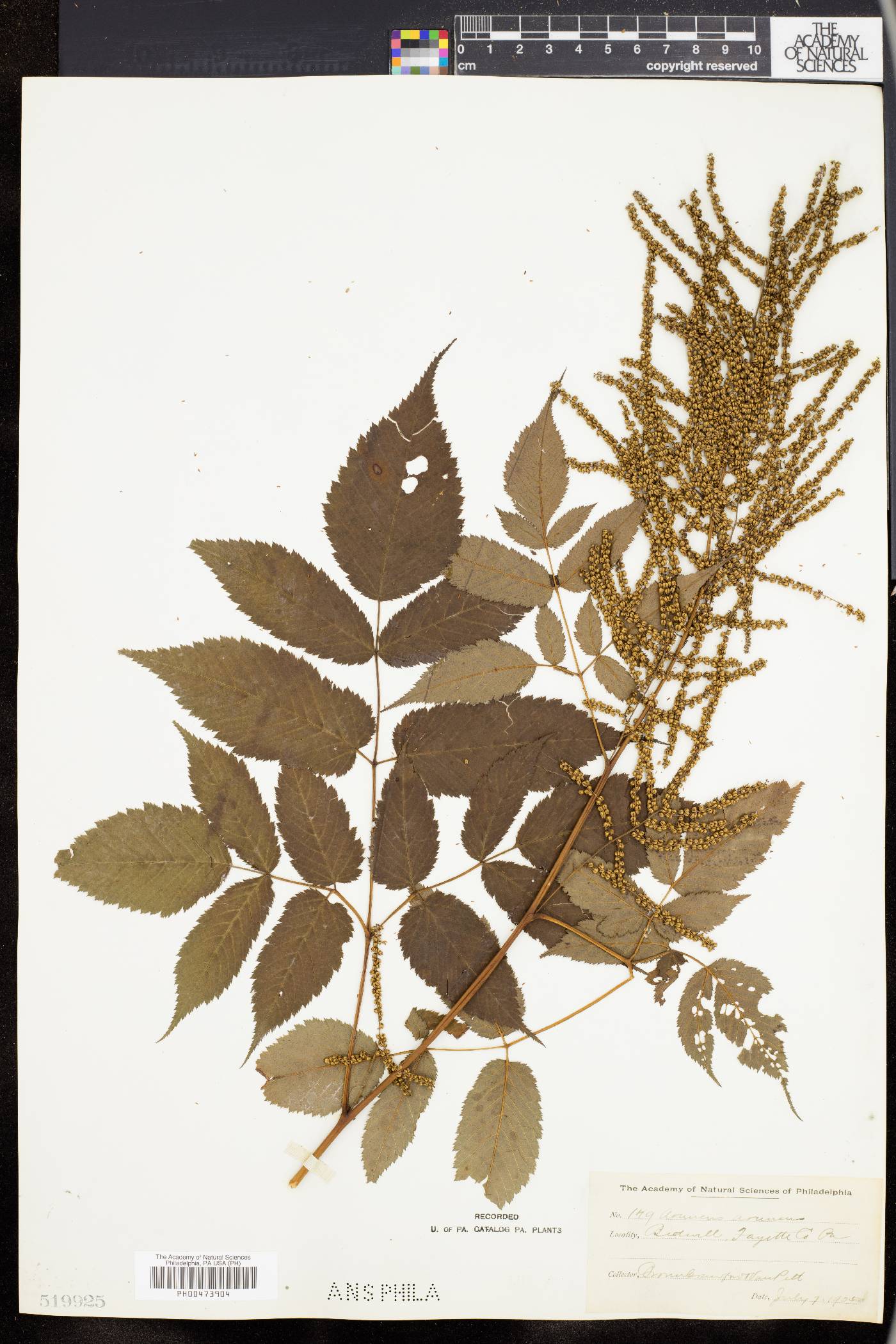 Aruncus allegheniensis image