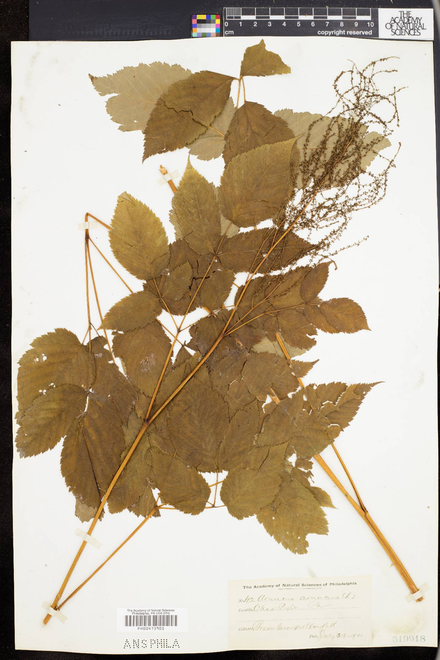 Aruncus allegheniensis image