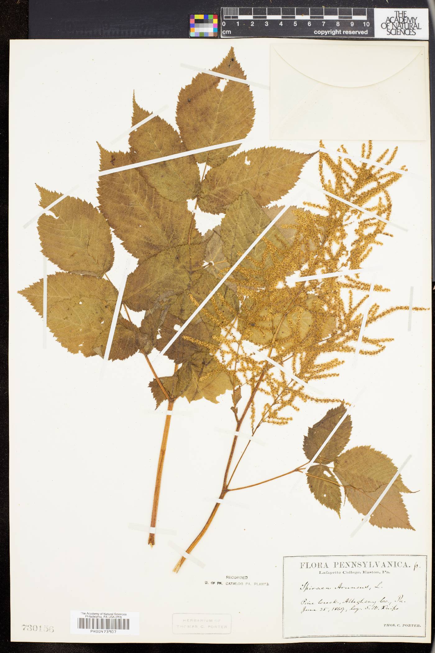 Aruncus allegheniensis image