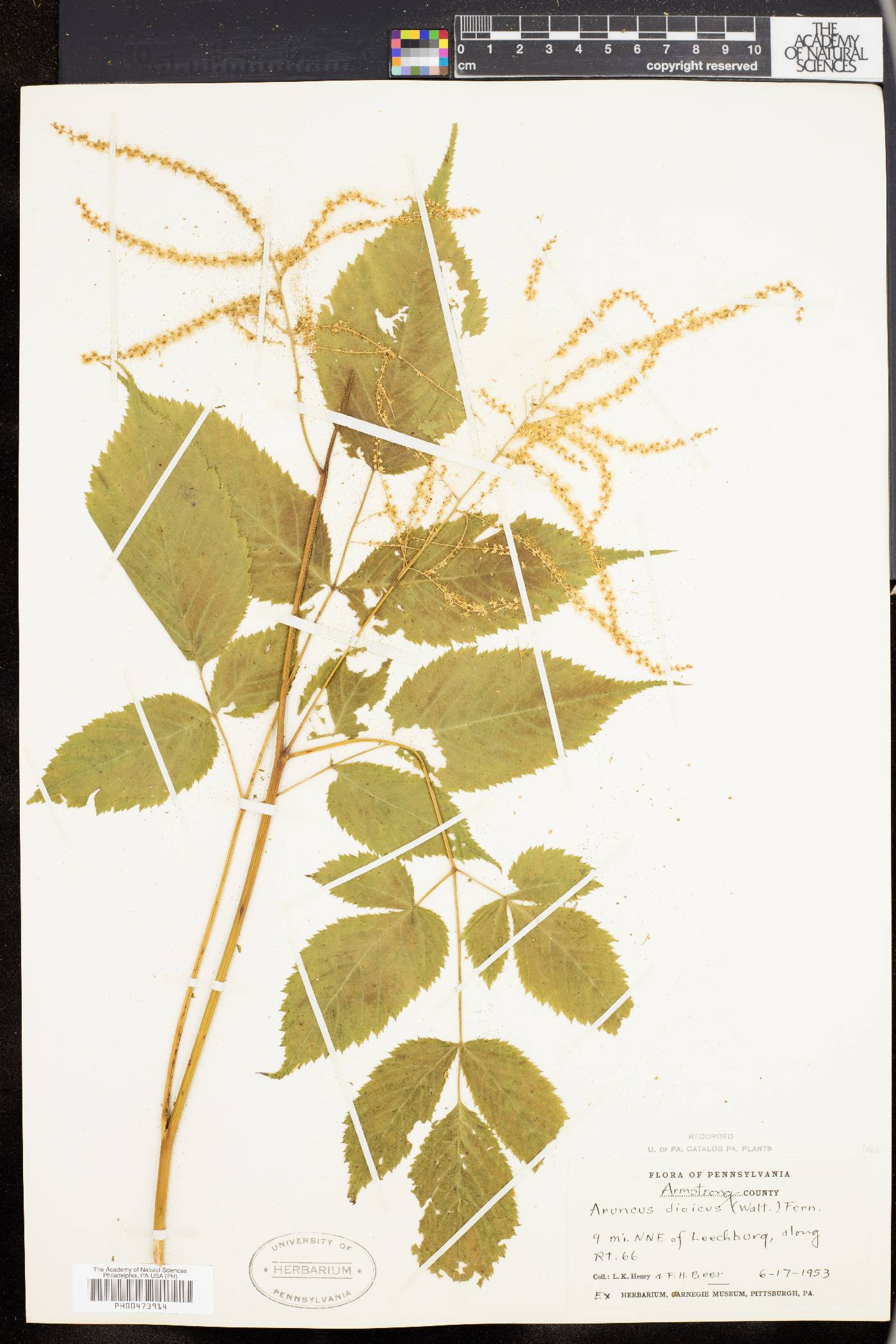 Aruncus sylvester image