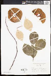 Chaenomeles sinensis image