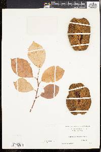 Chaenomeles sinensis image