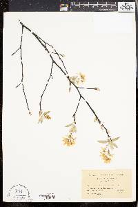 Amelanchier canadensis image