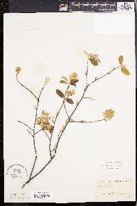 Amelanchier canadensis image