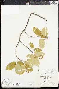 Amelanchier canadensis image