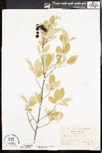 Amelanchier canadensis image