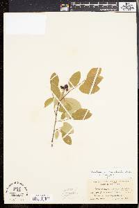 Amelanchier canadensis image