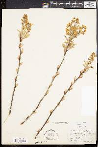 Amelanchier canadensis image