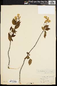 Amelanchier laevis image