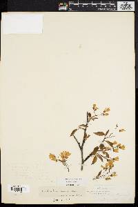 Amelanchier laevis image