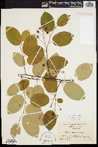 Amelanchier laevis image