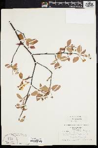 Amelanchier laevis image