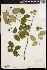 Amelanchier laevis image