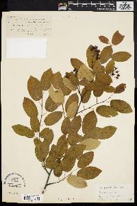 Amelanchier x neglecta image