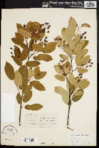 Amelanchier x neglecta image