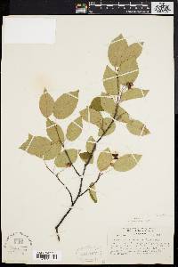 Amelanchier laevis image