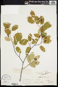 Amelanchier x neglecta image